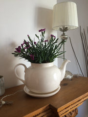 Teapot planter